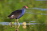 Australasian Swamphen